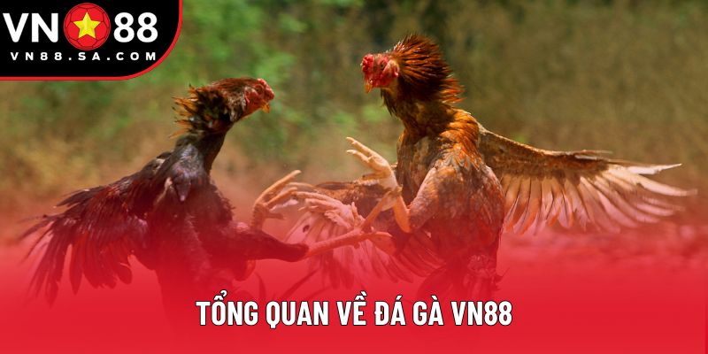 Tổng quan về đá gà VN88 Tổng quan về đá gà VN88